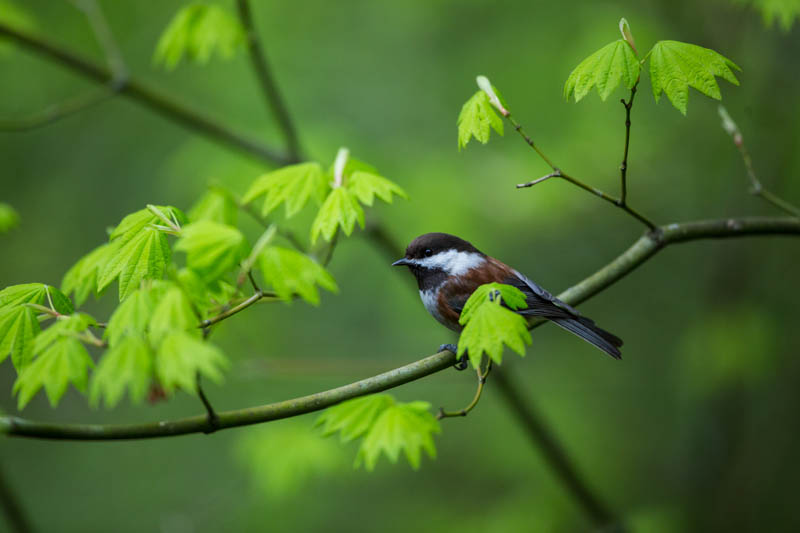 Chestnut-Backed Chickadee