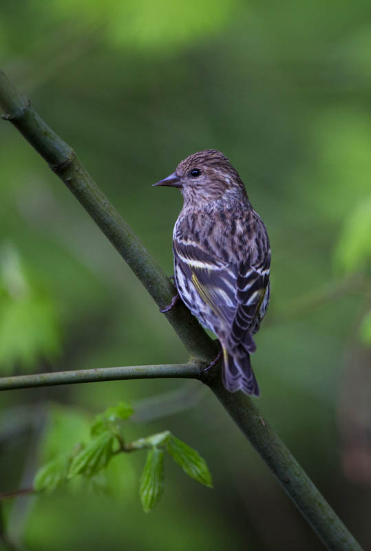 Pine Siskin