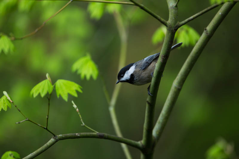 Black-Capped Chickadee