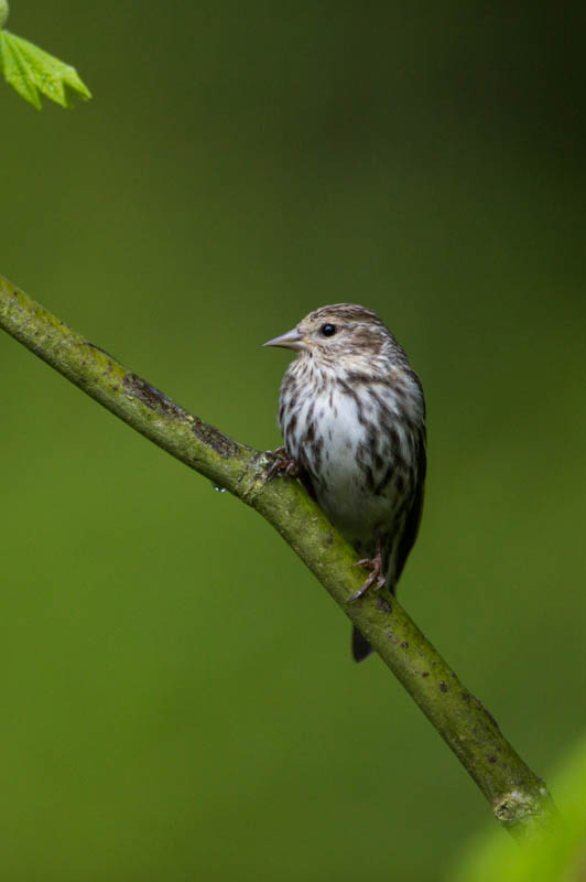 Pine Siskin