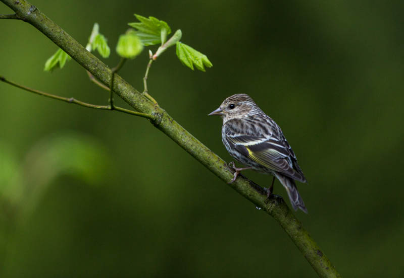 Pine Siskin