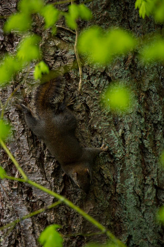 Douglas Squirrel