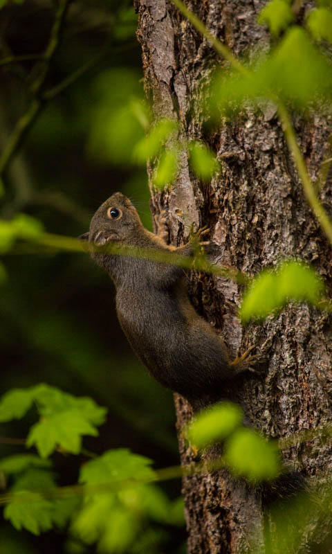 Douglas Squirrel