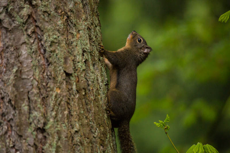 Douglas Squirrel