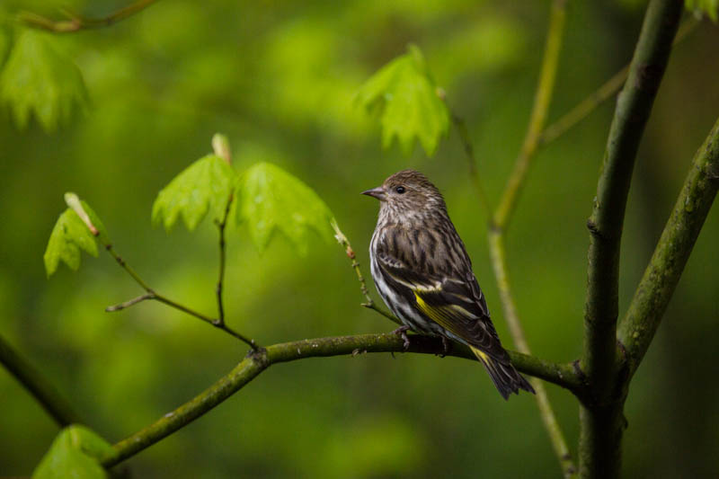 Pine Siskin