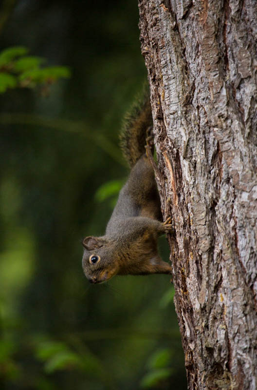 Douglas Squirrel