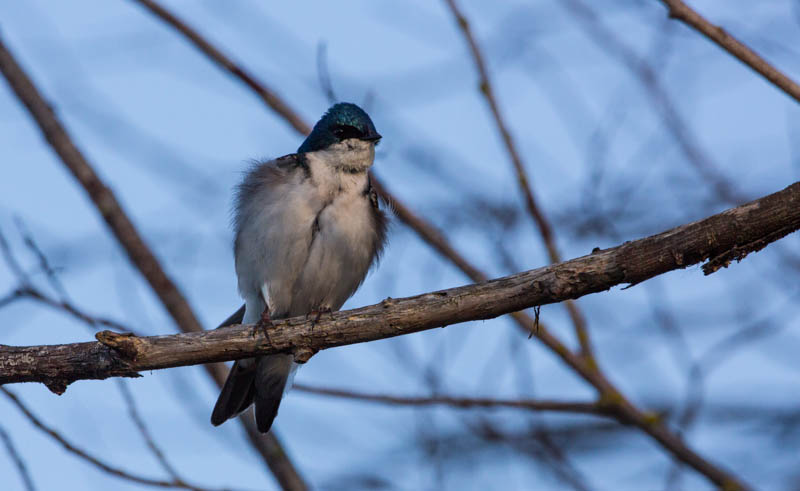 Tree Swallow