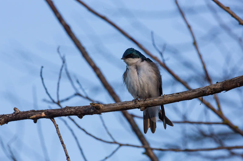 Tree Swallow