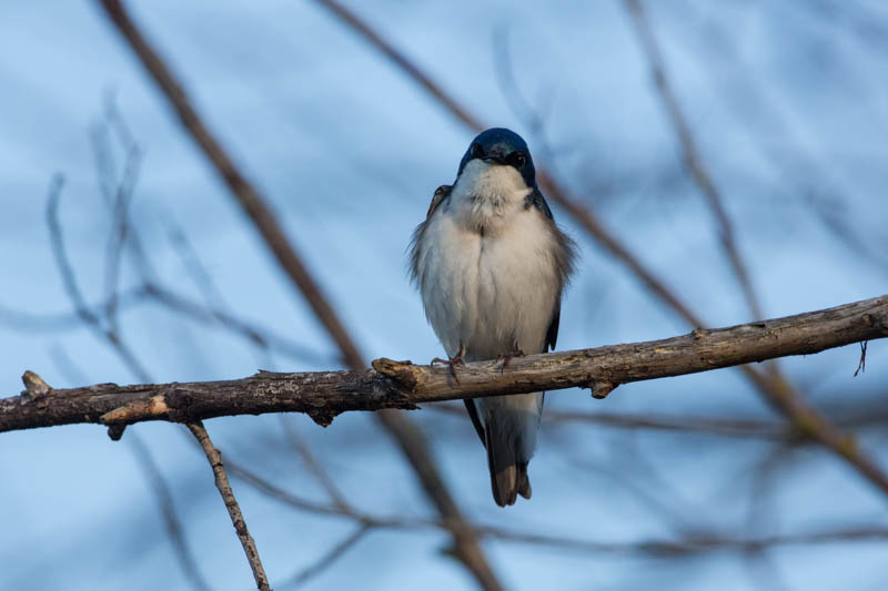 Tree Swallow