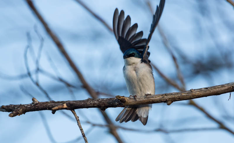 Tree Swallow