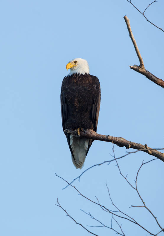 Bald Eagle