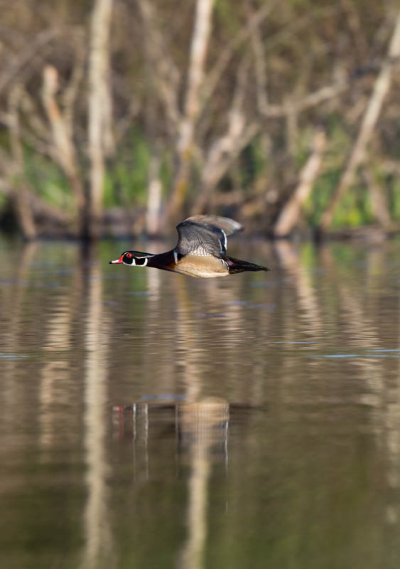 Wood Duck In Flight