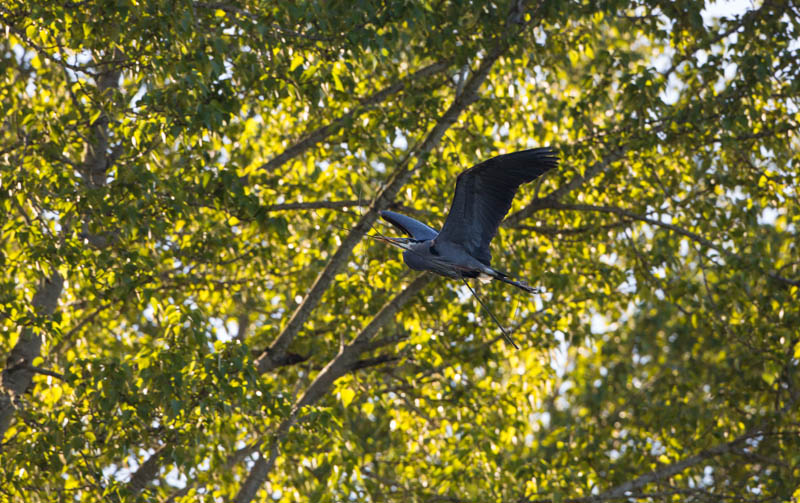 Great Blue Heron In Flight