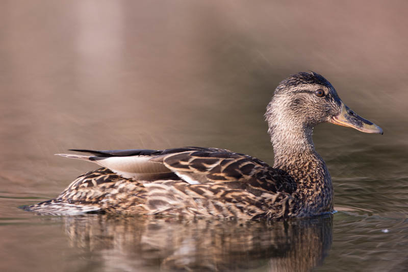 Mallard