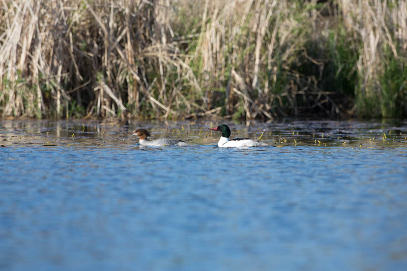 Common Mergansers