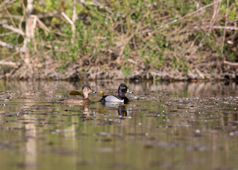 Ring-Necked Ducks