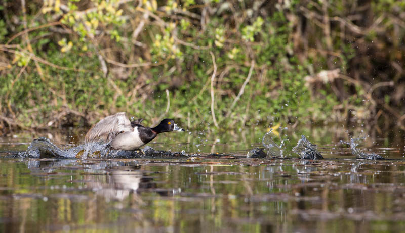 Ring-Necked Duck Taking Flight