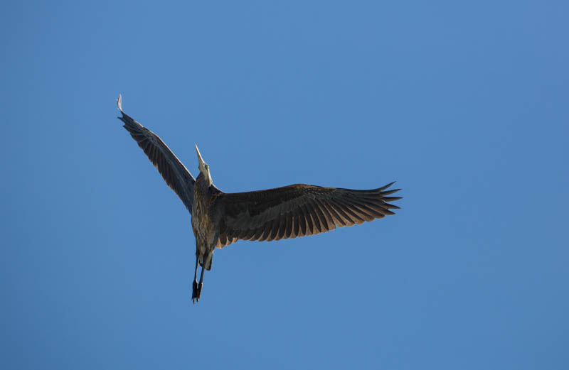 Great Blue Heron In Flight