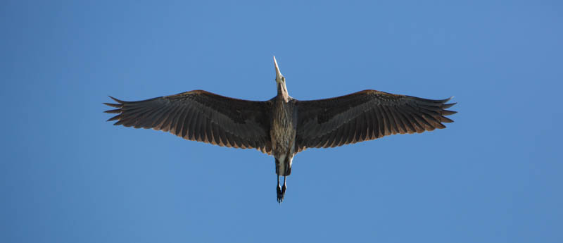 Great Blue Heron In Flight