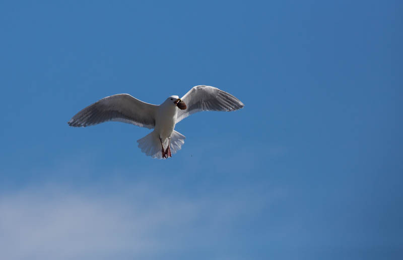 Gull Breaking Clam On Rocks