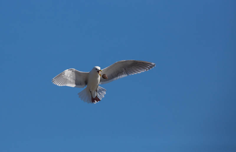 Gull Breaking Clam On Rocks