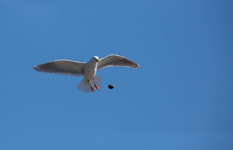 Gull Breaking Clam On Rocks