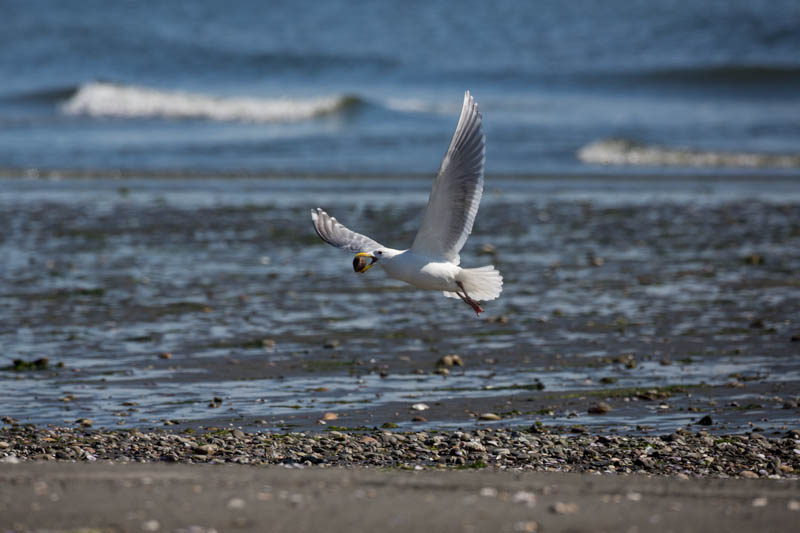 Gull Breaking Clam On Rocks