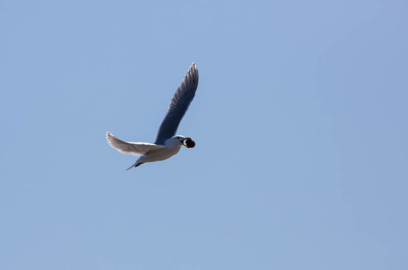 Gull Breaking Clam On Rocks