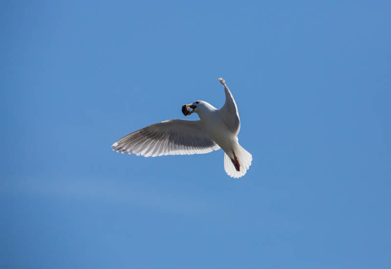 Gull Breaking Clam On Rocks