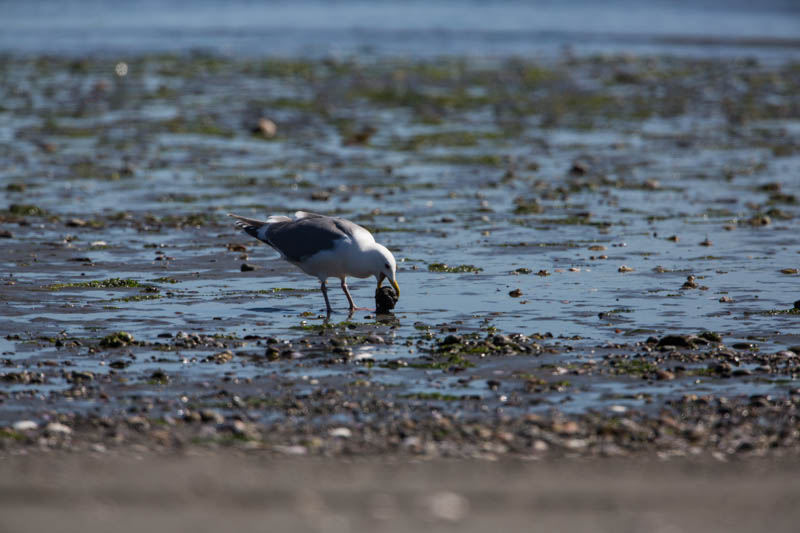 Gull With Clam