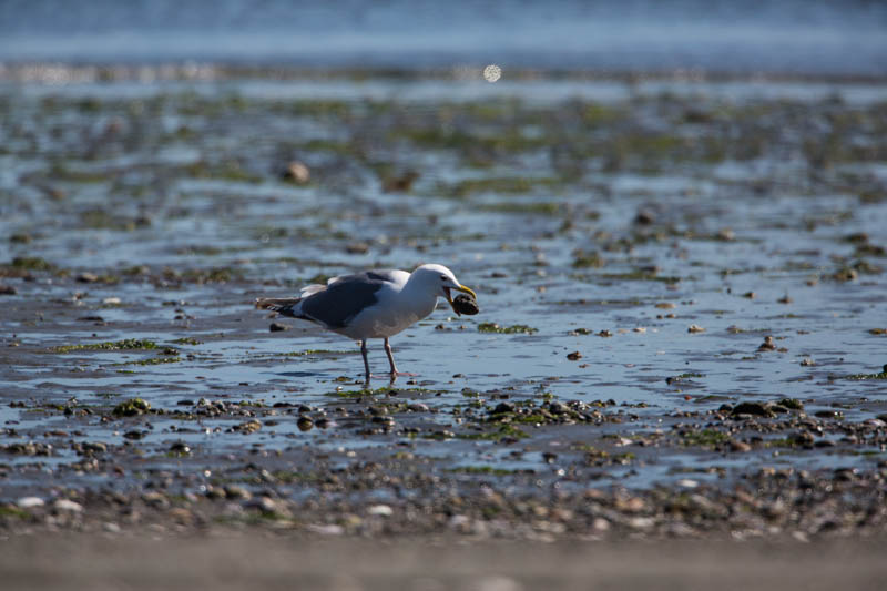 Gull With Clam