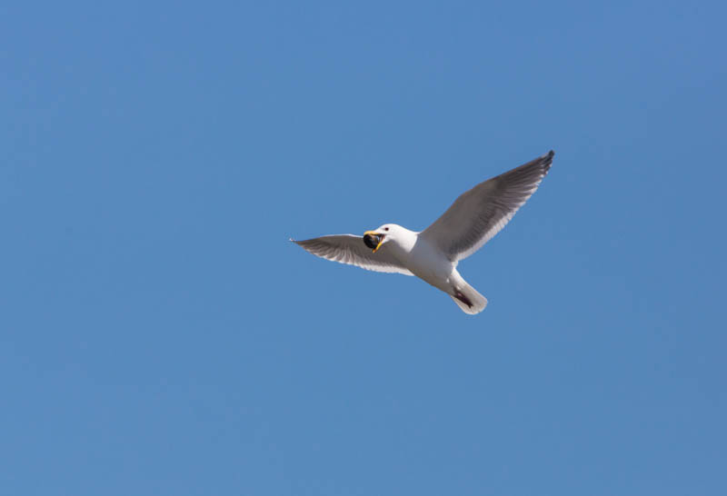 Gull Breaking Clam On Rocks