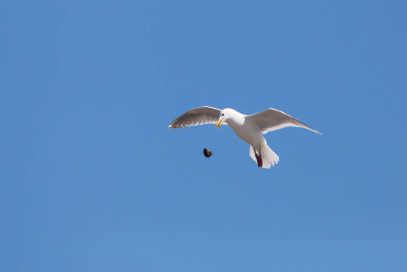 Gull Breaking Clam On Rocks