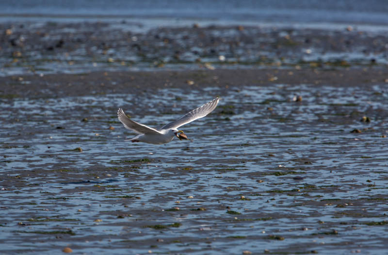 Gull Breaking Clam On Rocks