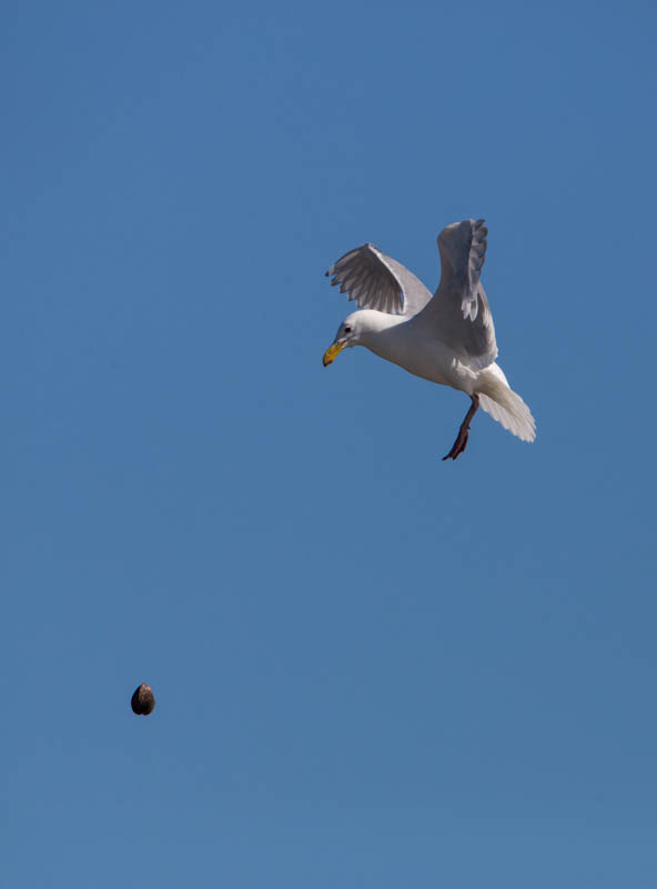 Gull Breaking Clam On Rocks