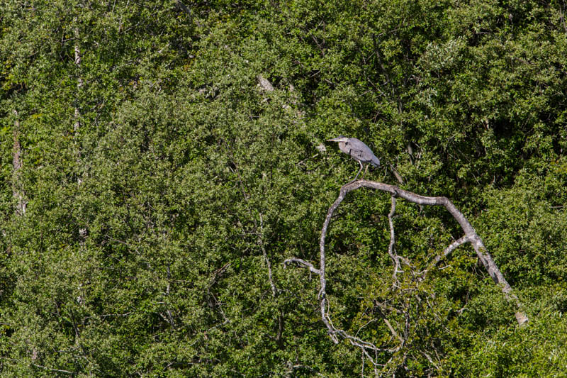 Great Blue Heron In Tree