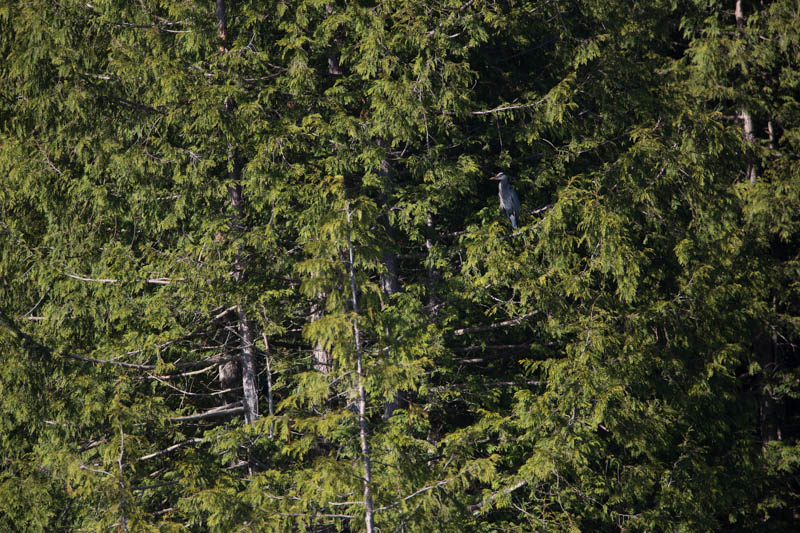 Great Blue Heron In Tree