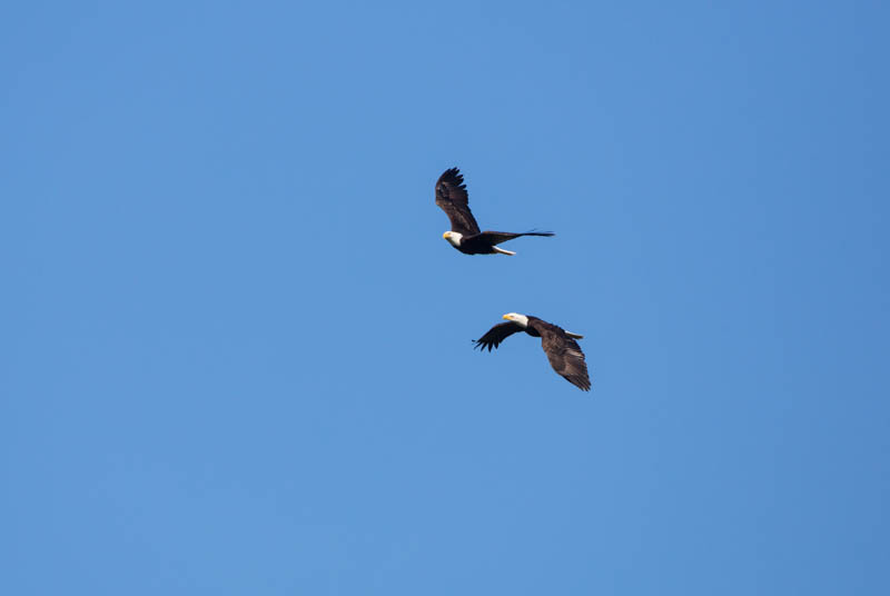 Bald Eagles In Flight