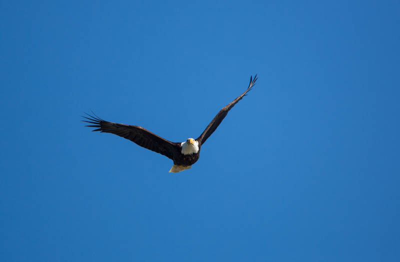 Bald Eagle In Flight