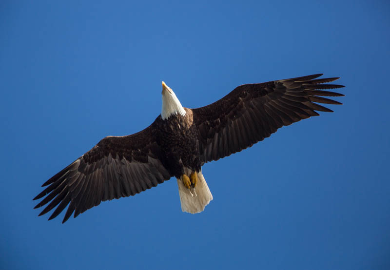 Bald Eagle In Flight