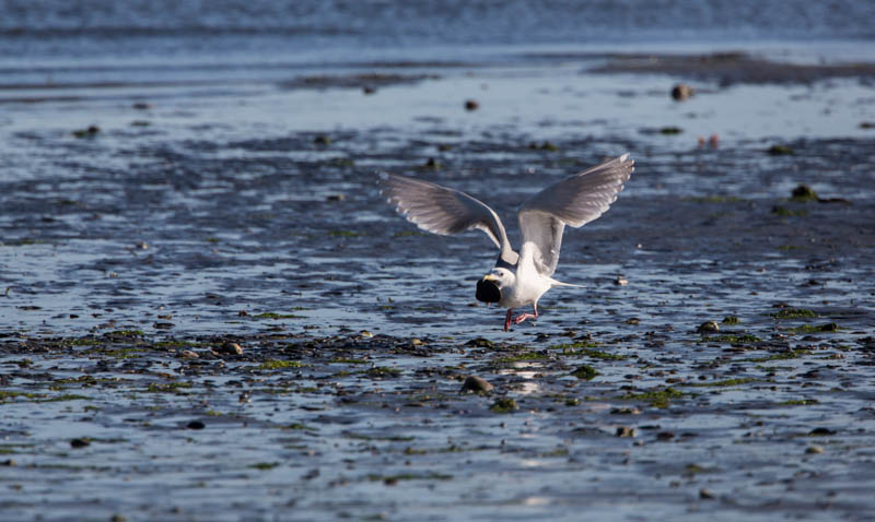 Gull Taking Flight With Clam