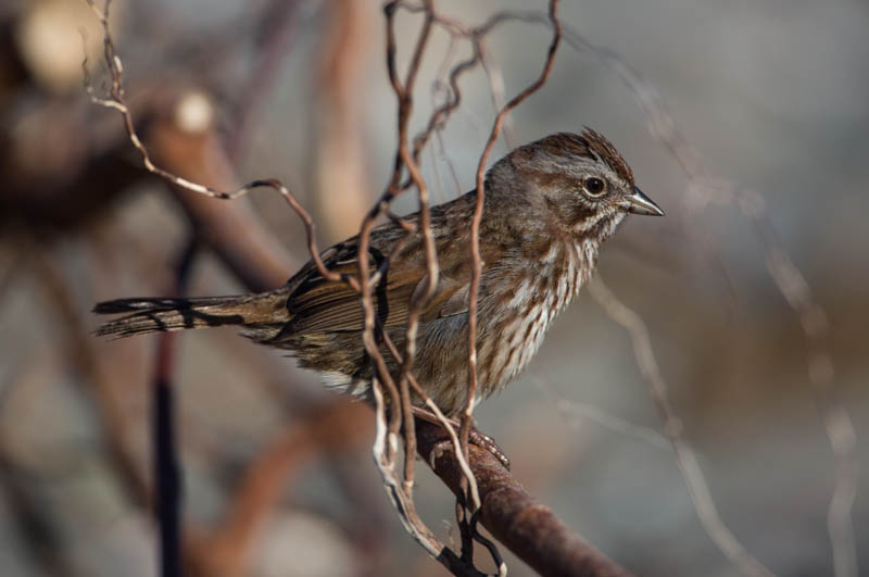 Song Sparrow