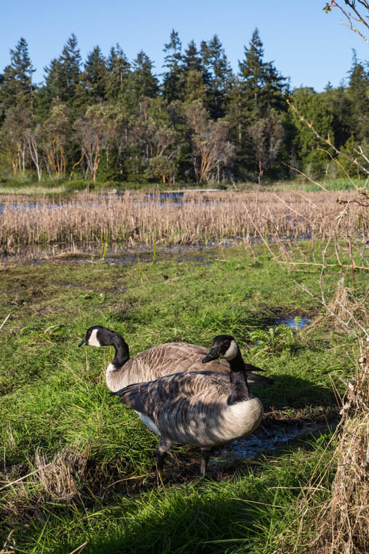 Canadian Geese