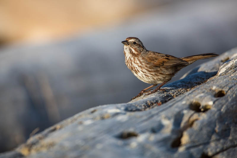 Song Sparrow