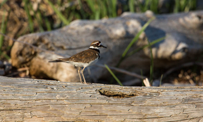 Killdeer