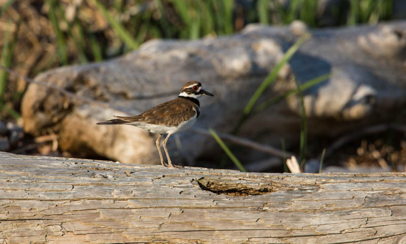 Killdeer