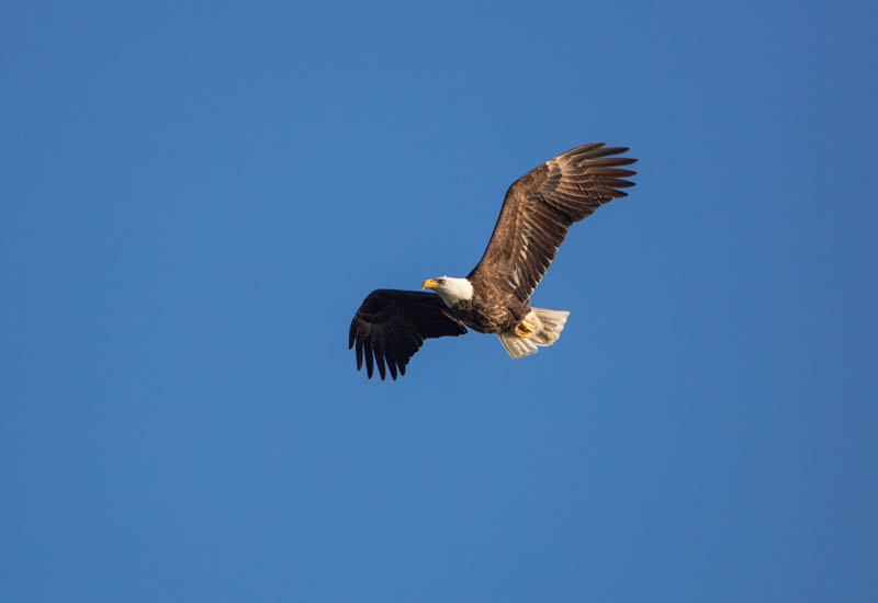 Bald Eagle In Flight