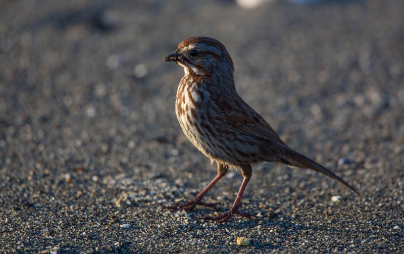 Song Sparrow