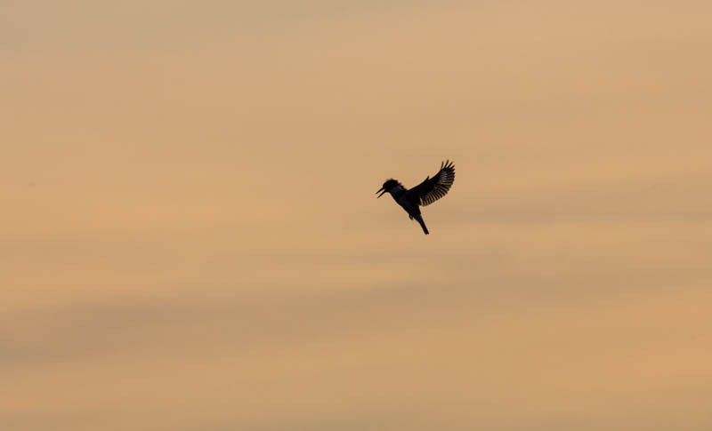 Belted Kingfisher In Flight