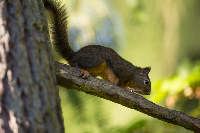 Douglass Squirrel